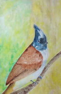 Paradise Fly catcher