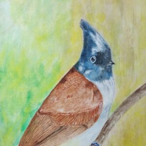 Paradise Fly catcher